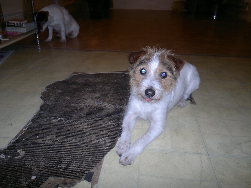 a section of the damaged floor.  Jack Russell's used for scale