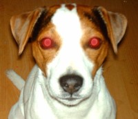 demon dog 1.jpg