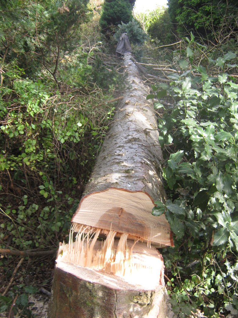 Tree felling Oct 2012. (9).jpg