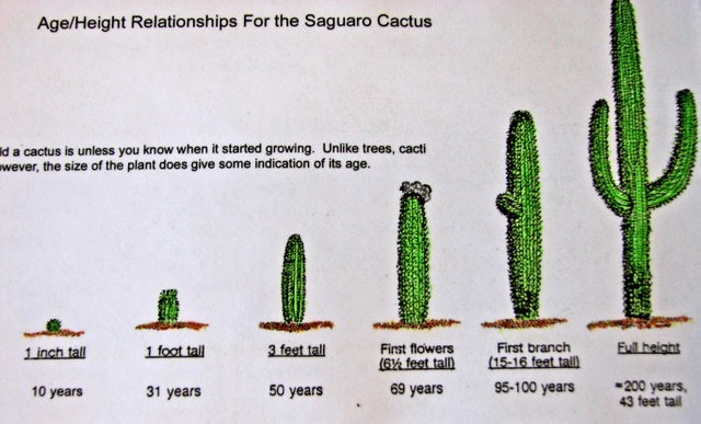 Cactus-Growth-Chart modified.jpg