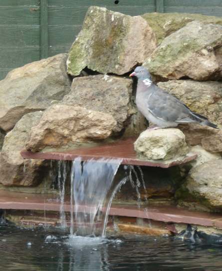 Step 9 (optional) - Entice a pigeon onto the water feature you made earlier.